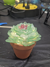 8/28/26 - Friday 6pm - Sea Glass Succulents