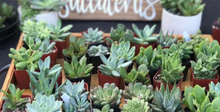 7/12/24 - Friday- 6pm - Macrame Plant Hanger and DIY Succulent Bar