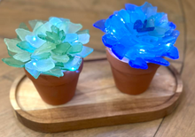 7/18/25 - Friday 6pm - Sea Glass Succulents